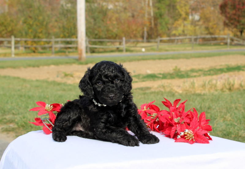 puppy, for, sale, Miniature Poodle, Matthew B. Stoltzfus, dog, breeder, Gap, PA, dog-breeder, puppy-for-sale, forsale, nearby, find, puppyfind, locator, puppylocator, aca